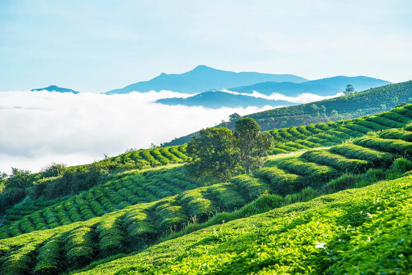 Việt Nam: Miền Trung - Khám Phá Thành Phố Mơ Màng - Tp. Hồ Chí Minh - Đà Lạt